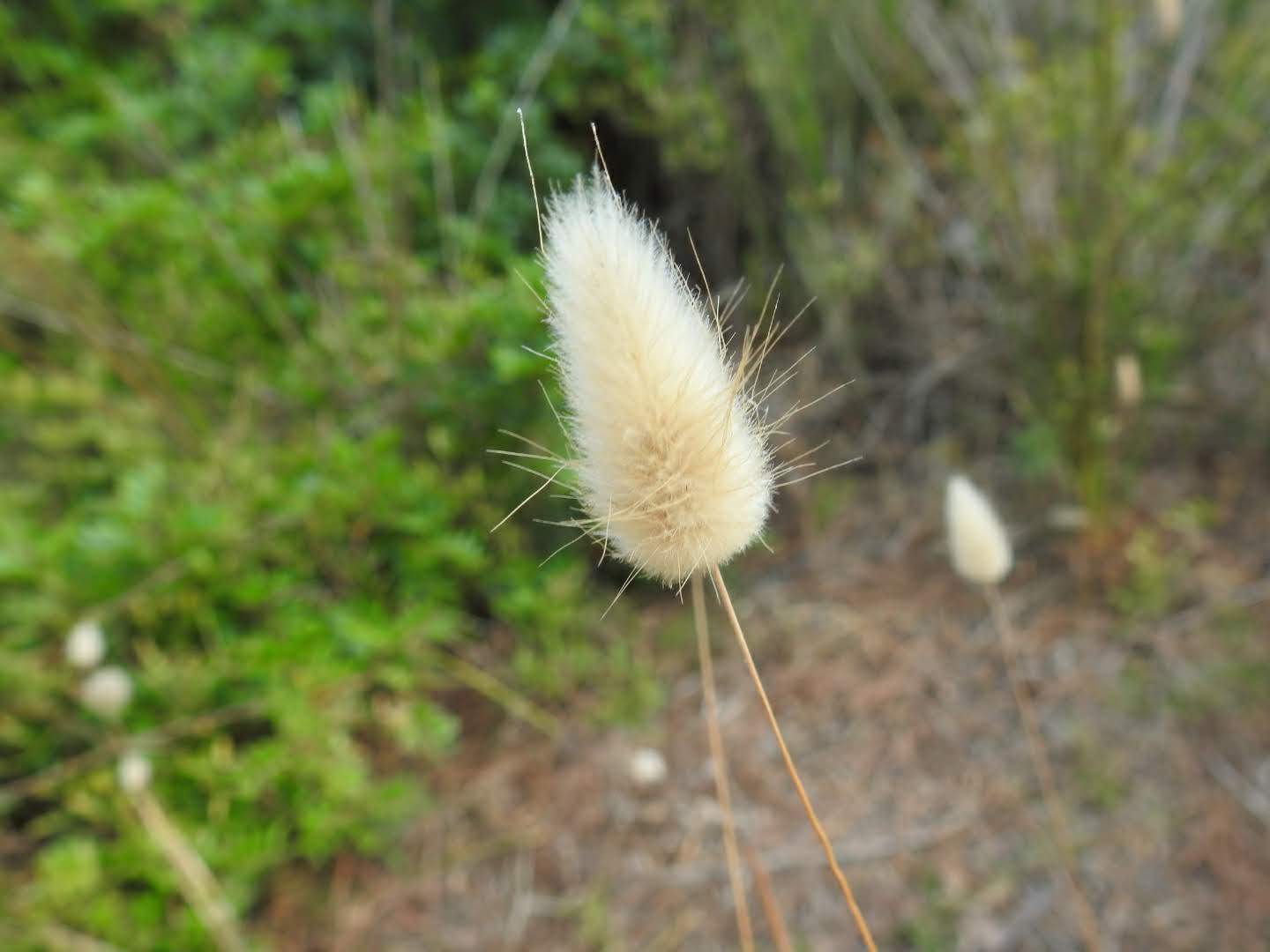 Lagurus ovatus