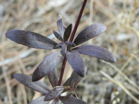 Rubia peregrina