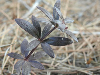 Rubia peregrina