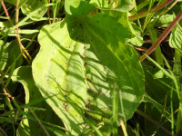 Plantago major