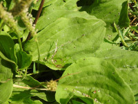 Plantago major