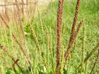Plantago major