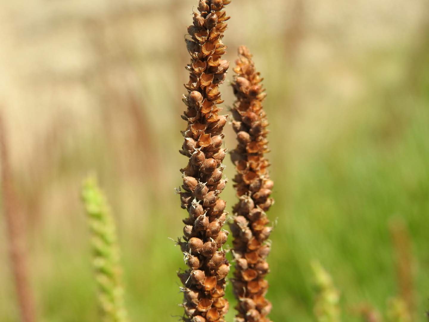 Plantago major