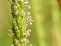 Plantago major