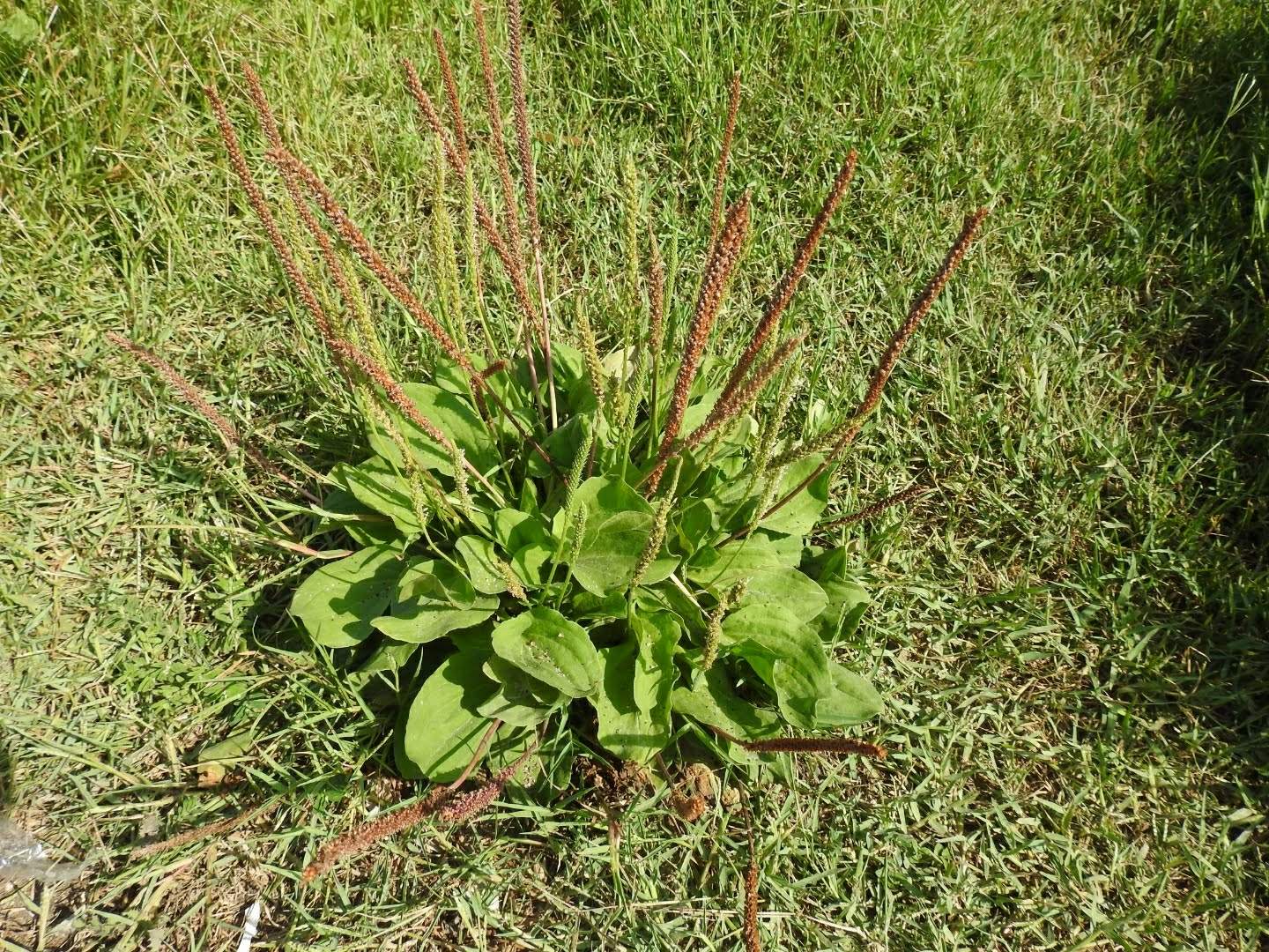 Plantago major