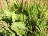 Plantago major