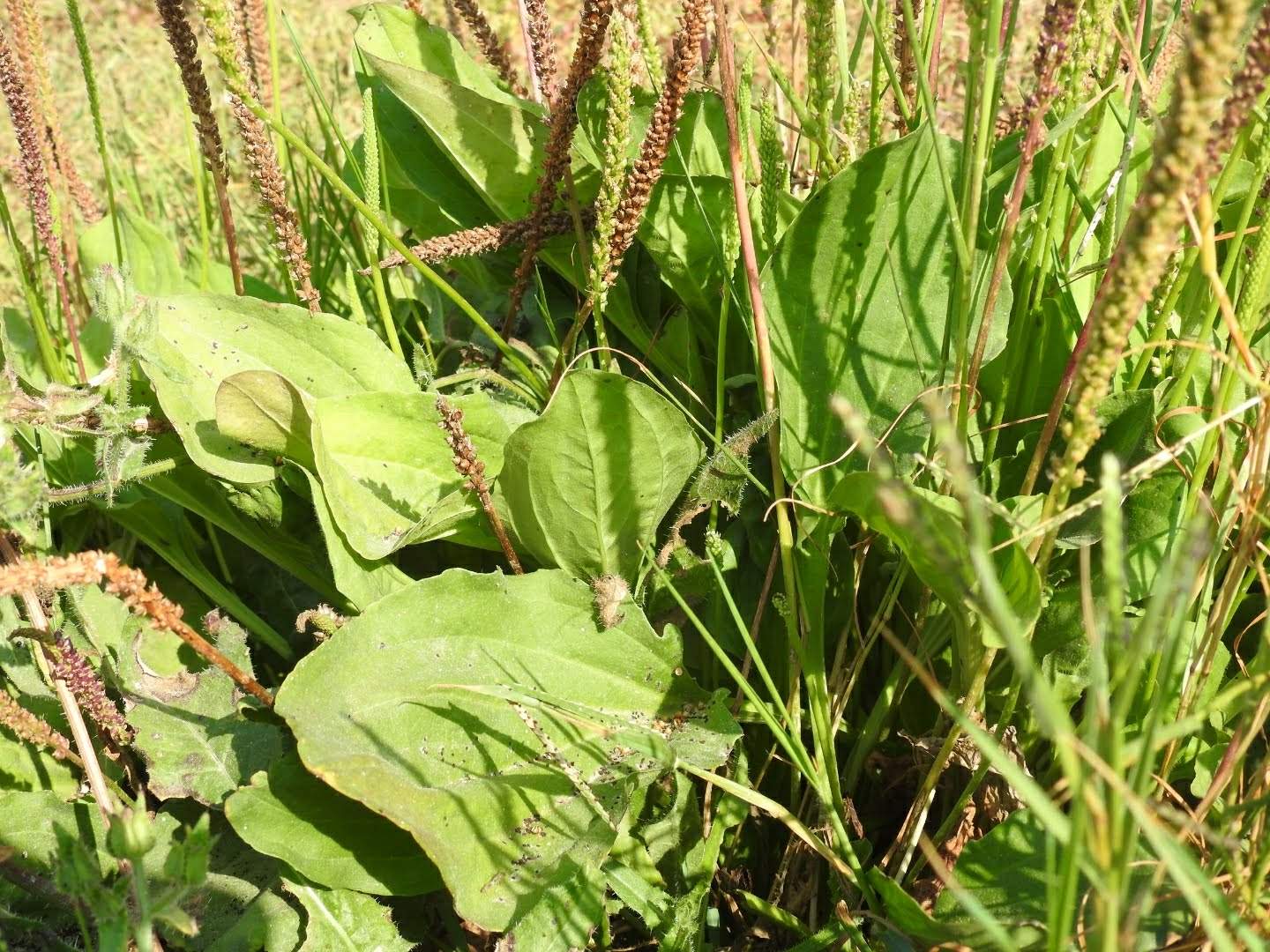 Plantago major