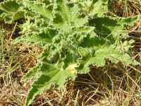 Ecballium elaterium