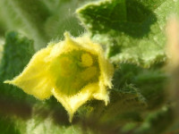Ecballium elaterium