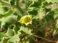 Ecballium elaterium