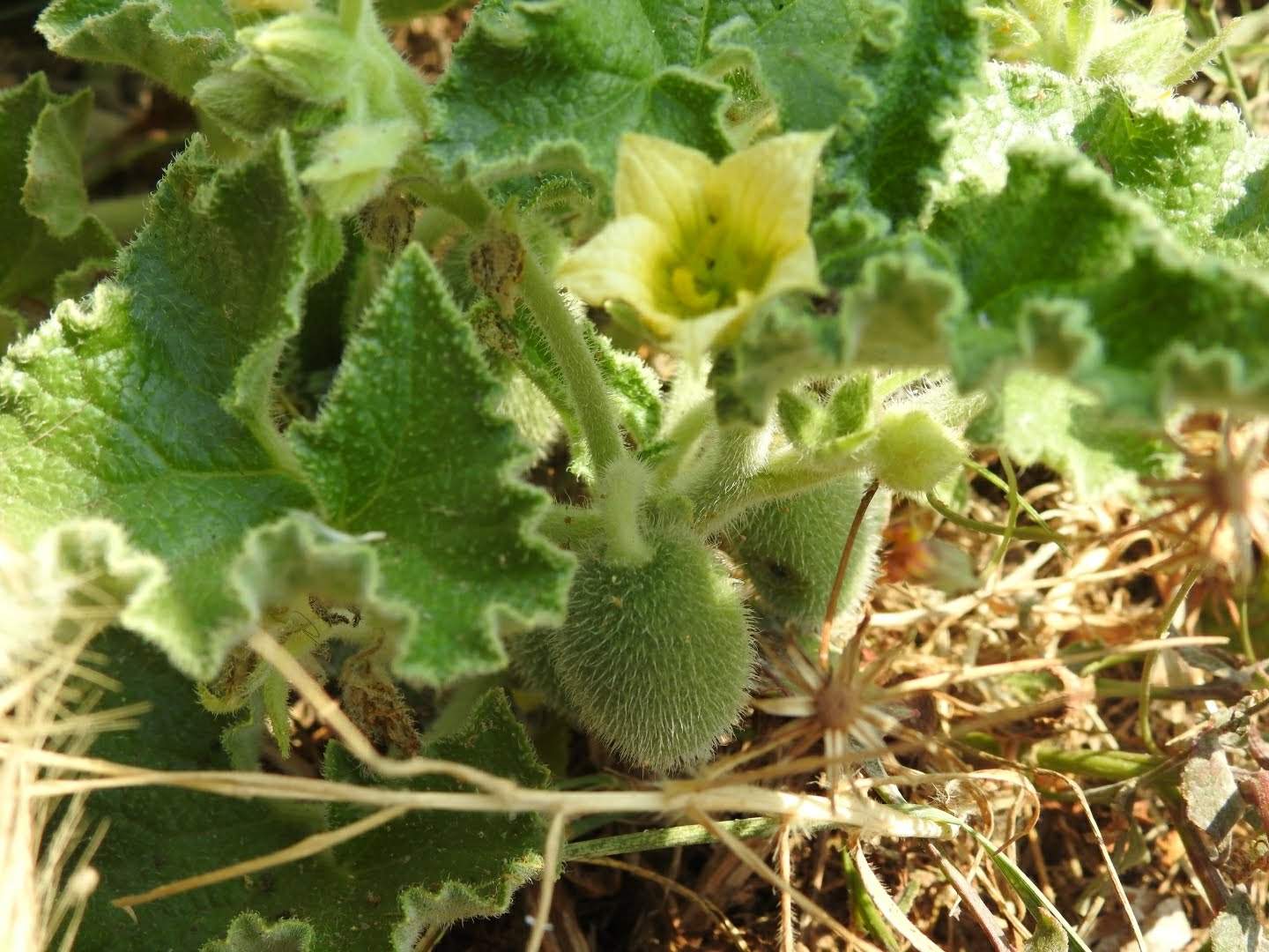 Ecballium elaterium