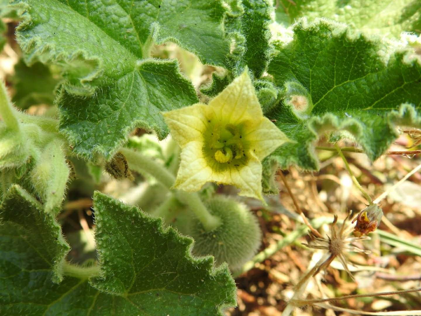 Ecballium elaterium