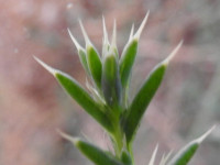 Salsola kali