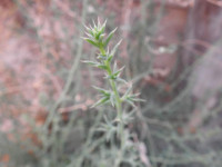Salsola kali