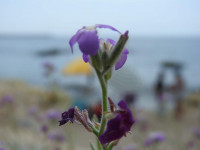 Matthiola tricuspidata
