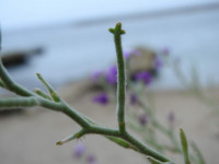 Matthiola tricuspidata