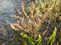 Limonium narbonense
