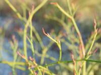 Limonium narbonense