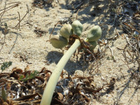 Pancratium maritimum