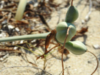 Pancratium maritimum