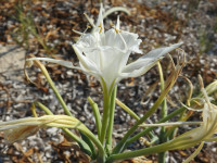 Pancratium maritimum