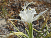 Pancratium maritimum