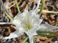 Pancratium maritimum