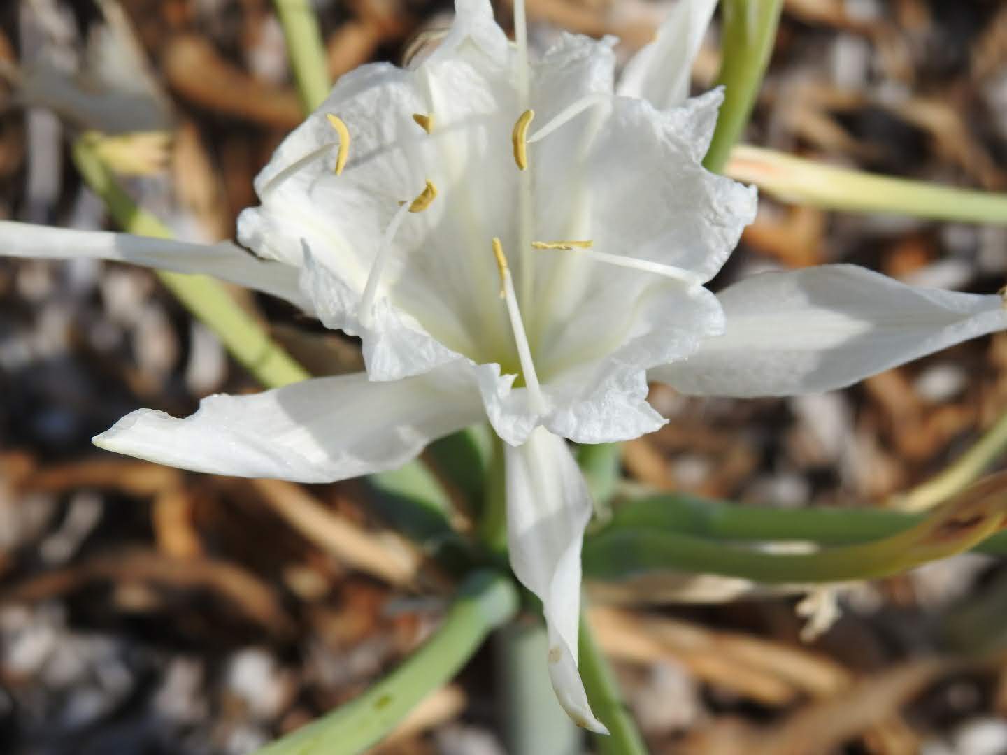 Pancratium maritimum