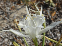 Pancratium maritimum