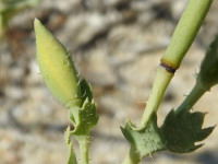 Cakile maritima