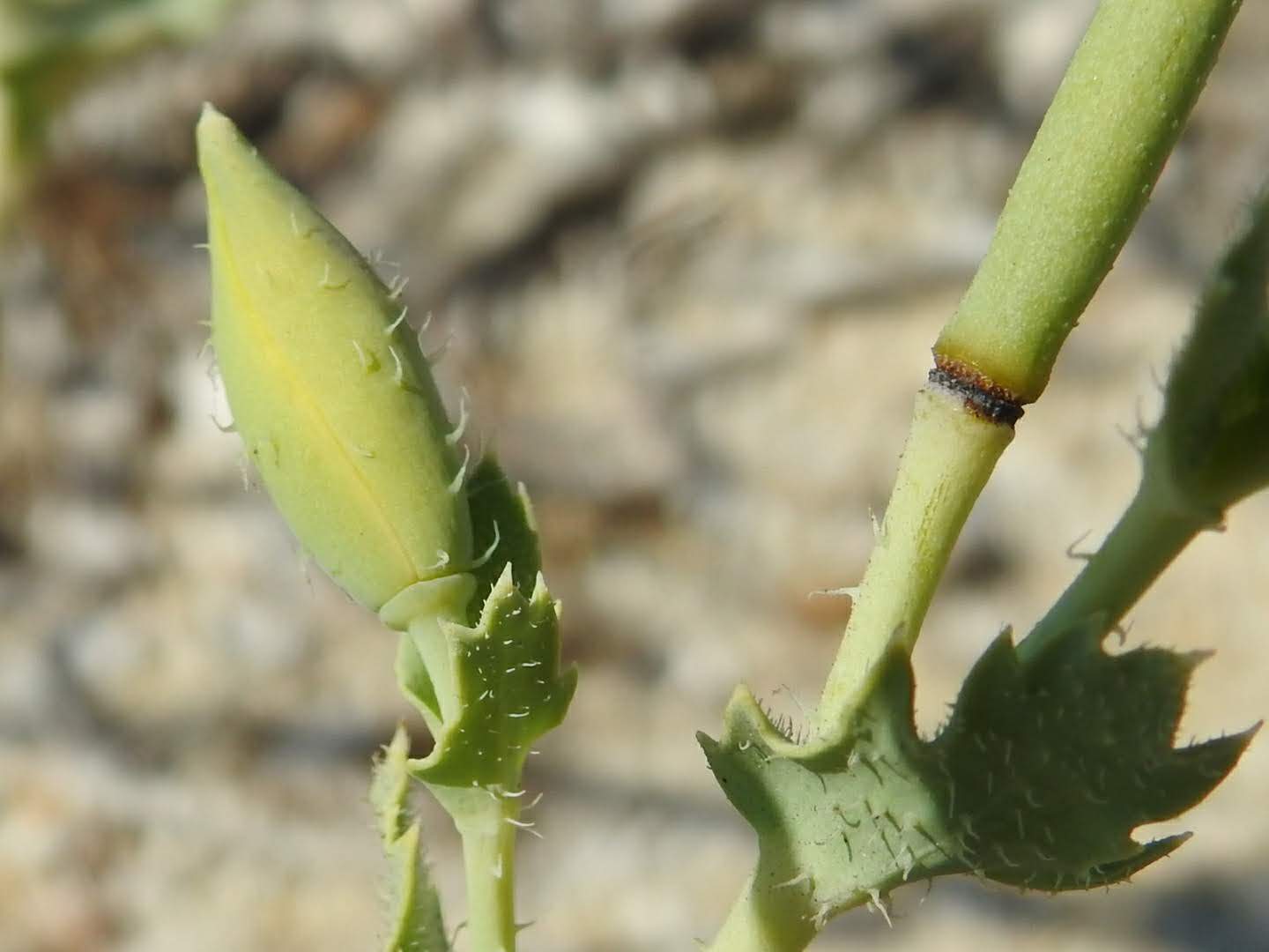 Cakile maritima
