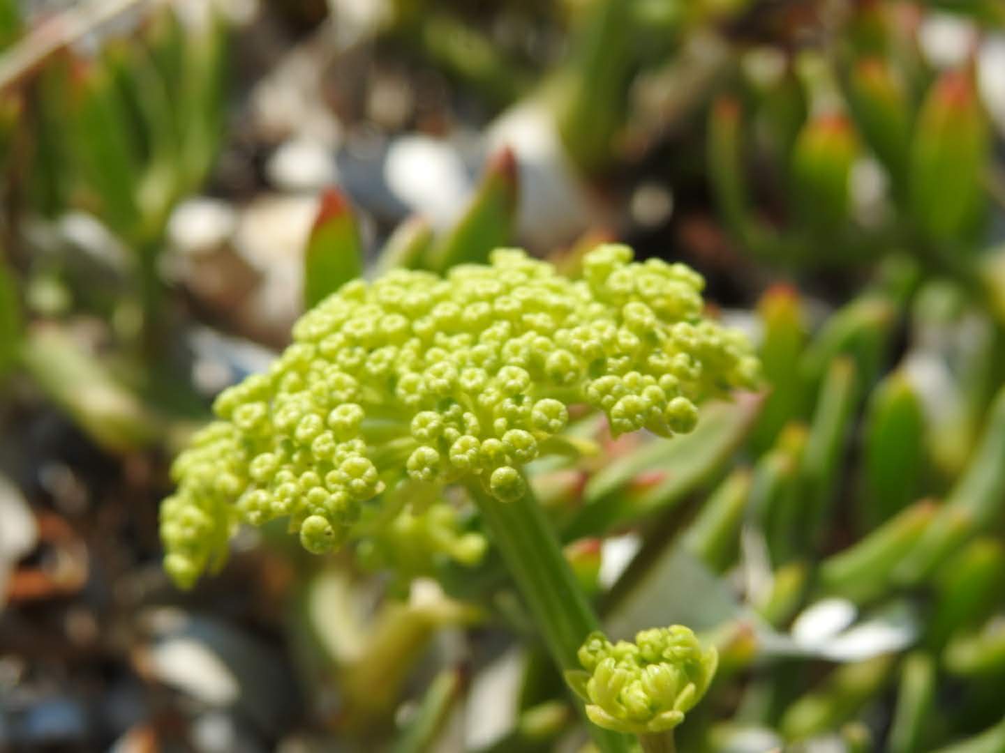 Crithmum maritimum