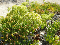 Crithmum maritimum
