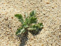 Glaucium flavum