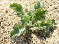 Glaucium flavum