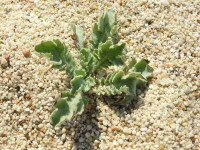 Glaucium flavum