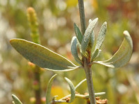 Halimione portulacoides