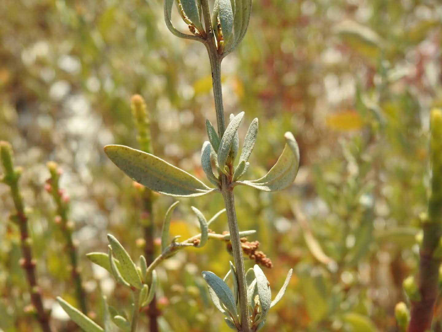 Halimione portulacoides