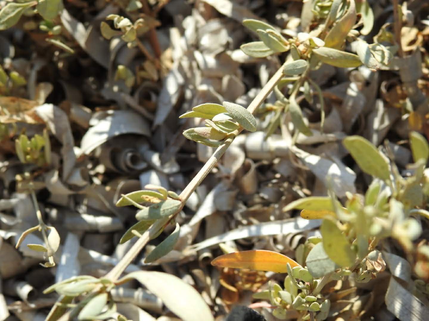 Halimione portulacoides