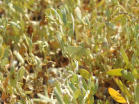 Halimione portulacoides
