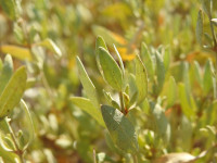 Halimione portulacoides