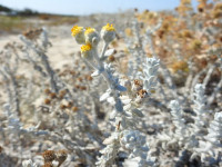 Achillea maritima