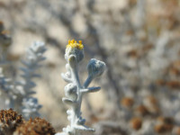 Achillea maritima