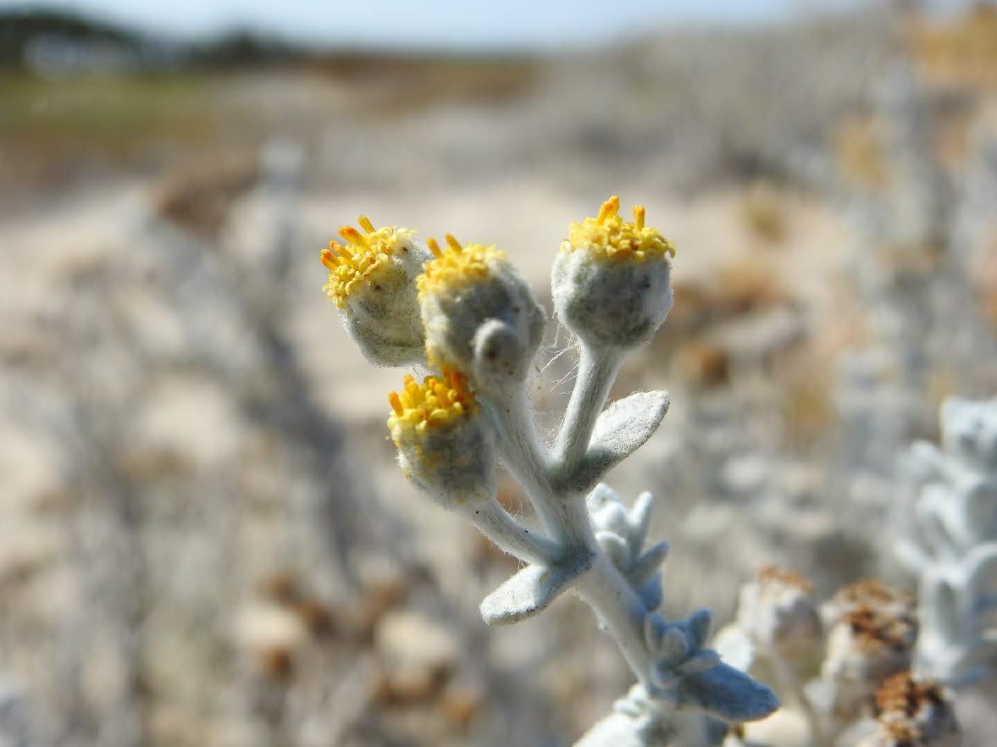 Achillea maritima