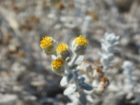 Achillea maritima