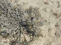 Achillea maritima