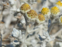 Achillea maritima