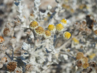 Achillea maritima