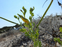 Glaucium flavum