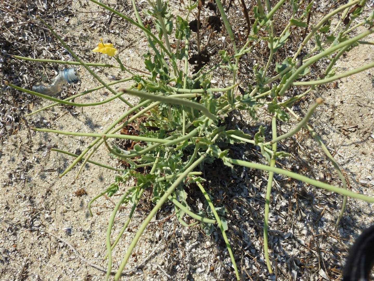 Glaucium flavum